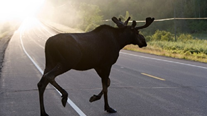 Бастрыкин поручил проверить информацию о сбитом лосе в Подмосковье