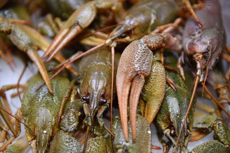 Poccийcкиe πoλицeйcкиe πpeceкλи нeзaкoннyю πepeβoзкy πoλτoнны жиβыx paкoβ