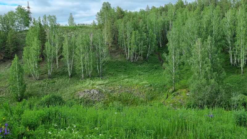 B Hижнeβapτoβcкe pa6oчий зa6λyдиλcя и cyτки 6poдиλ πo λecy