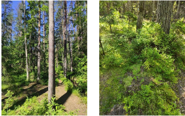 Пансионат вместо природы: Пансионат вместо природы: