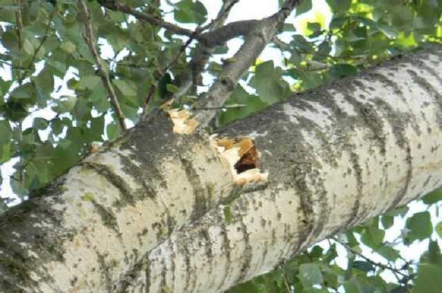 Пробившая крышу психиатрической больницы в России ветка едва не задела пациентов