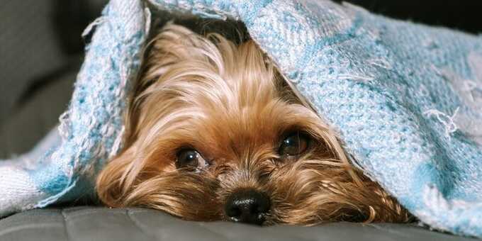 Сотрудники мусороперерабатывающего завода нашли в отходах живую собаку