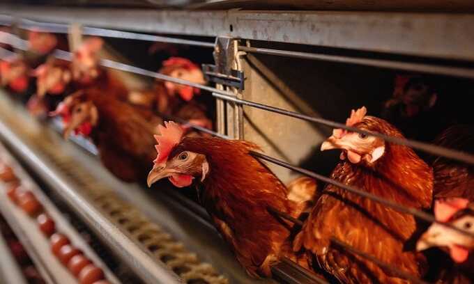 Россельхознадзор вскрыл бреши в безопасности «Боровской». Флагман тюменского АПК провоцирует очередные вспышки инфекций