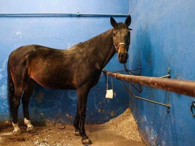 Россиянин привёл лошадь в подъезд многоэтажки и устроил скандал с женой