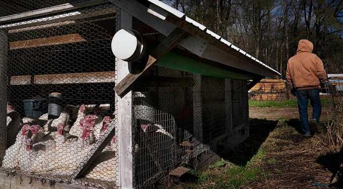 Следующая пандемия на подходе: птичий грипп подобрался опасно близко к людям