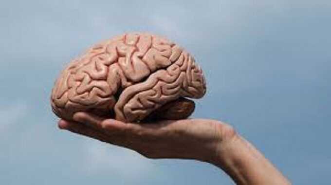 Ученые из Китая приблизились к тому, чтобы сохранить вечную жизнь человеческого мозга