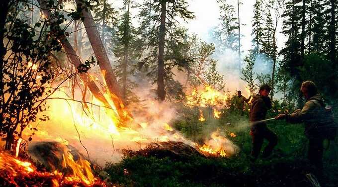 Появились кадры масштабных лесных пожаров в тайге Приамурья