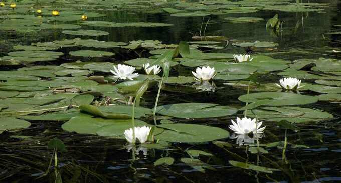 Жительница Москвы застряла на болоте