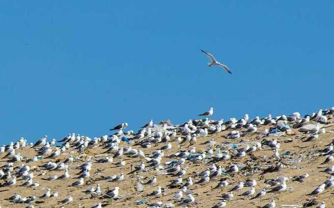 Мэр Нижневартовска Кощенко «закопался» в криминальном мусоре