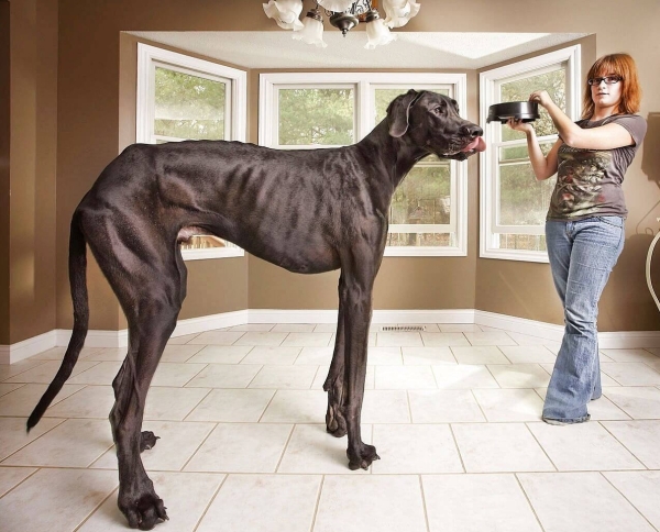 10 самых стойких стереотипов про породы собак — от хаски до питбулей