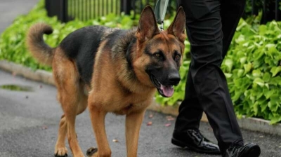 Байден избавился от немецкой овчарки. Она кусала агентов Секретной службы в Белом доме и загородной резиденции