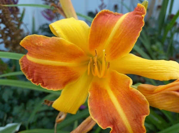 Места надо знать: где осенью раздобыть бесплатные саженцы и семена цветов для дачи, сада