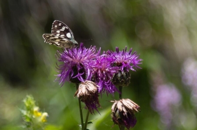 Чем полезны растения-адаптогены?