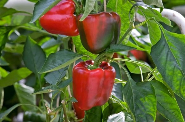 Перцы гниют прямо на грядках: причины и способы борьбы