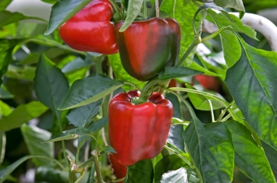 Перцы гниют прямо на грядках: причины и способы борьбы