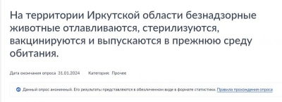 Усыпить нельзя помиловать: бездомные животные в Иркутской области