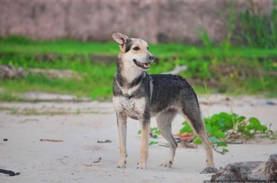 Как иностранцы относятся к бездомным животным