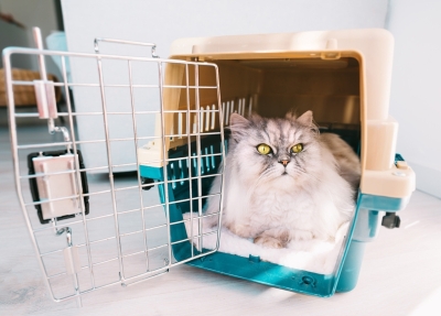 Перевозка котов в поезде: правила, документы, стоимость и как выбрать удобную переноску?