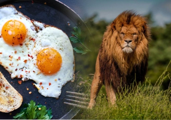 «Медведя» тянет на йогурт с орехами, а «волк» любит бутерброд: завтраки в соответствии с хронотипом человека