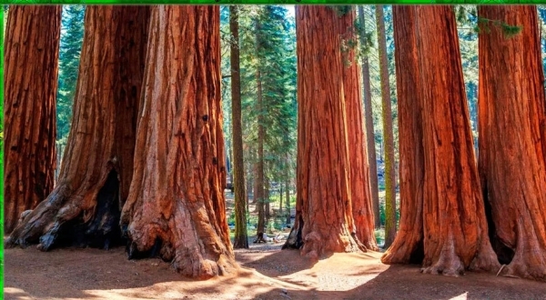 Какие деревья выше 9-этажного дома в 2, 3 и почти в 4 раза