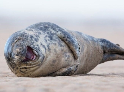 12 ржущих тюленей