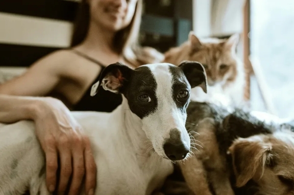 Как мы решили, каких животных можно есть?