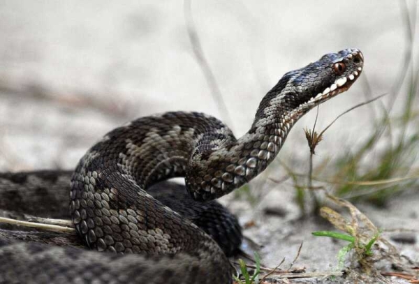 В Подмосковье ребенок попал в больницу после укуса гадюки