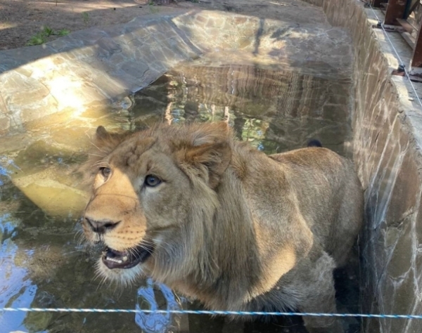 Новоселье Цезаря: как львенок стал героем Оренбургской области