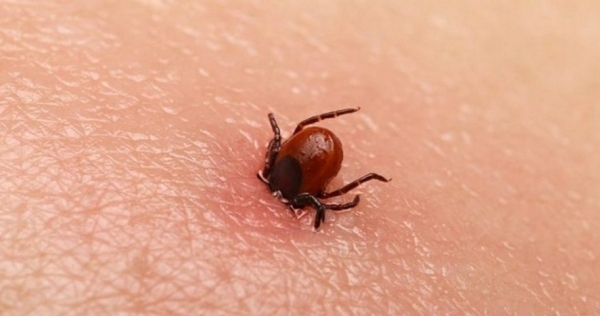 Эпидемия клещевого укуса: Бурятия столкнулась с всплеском случаев в этом сезоне