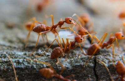 Что будет делать муравей, если он окажется далеко от муравейника?