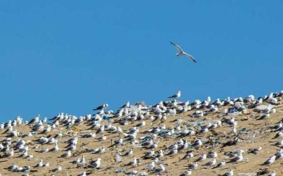 Мэр Нижневартовска Кощенко «закопался» в криминальном мусоре