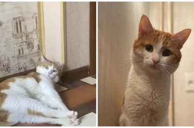 РЖД запретят проводникам высаживать животных из поездов после гибели кота Твикса. Проводница выбросила его из поезда, приняв за бездомного