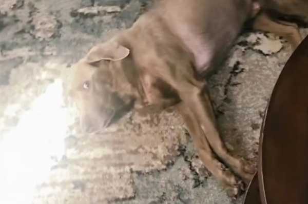 Девятилетний лабрадор Бо больше года был парализован. Посмотрите, как он делает свои первые шаги после выздоровления