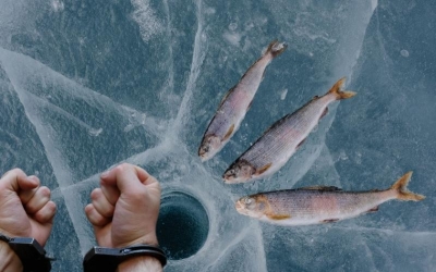 Две стороны одного Байкала: кому-то рыбку съесть, кому-то... нет