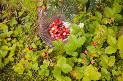 7 съедобных почвопокровников, которые украсят сад и пополнят меню