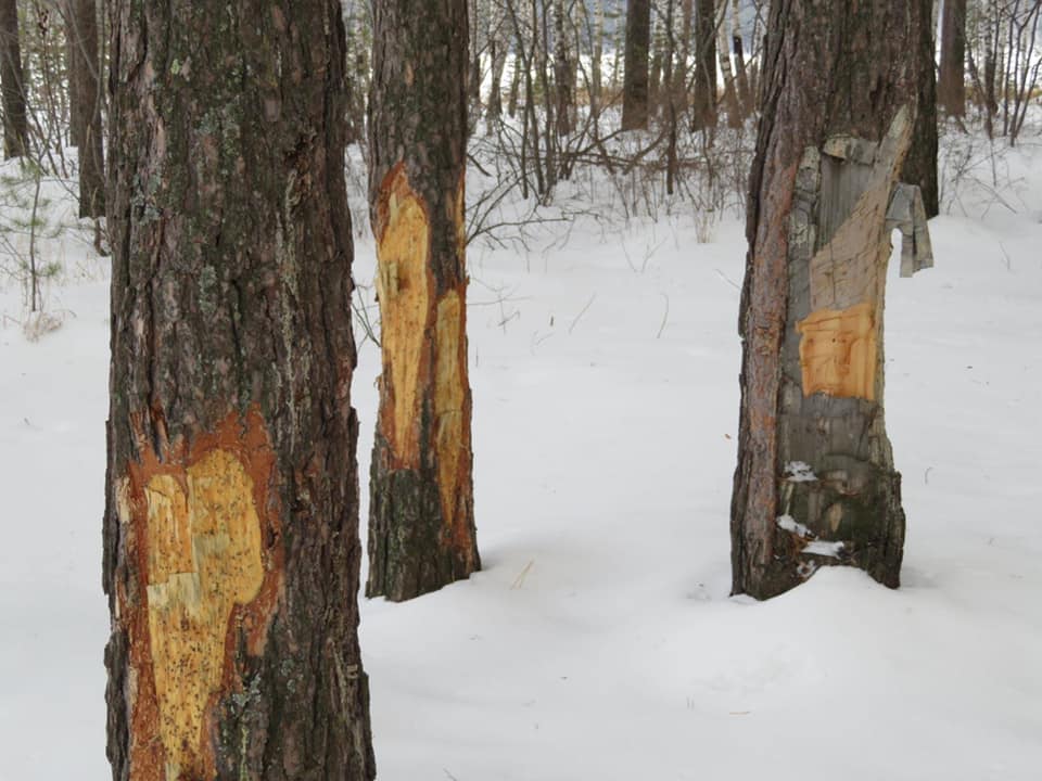  kkiqqqidrriqdatf qhtidqdiqqtidrekrt