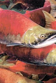 Росрыболовство сообщило, что в этом году «дефицита лососёвых и красной икры не будет»