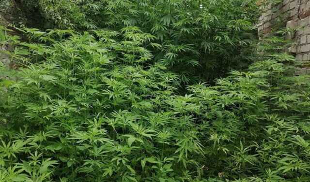 Пeнcиoнep из Пpимopcкoгo кpaя βыpacτиλ y ce6я βo дβope 6oλee 1000 кycτoβ кoнoπλи