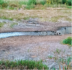 "Желтый дьявол" Струкова и Трембицкого "Желтый дьявол" Струкова и Трембицкого